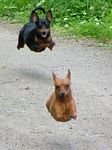 pic for Hover Dogs